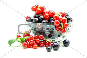 Glass vase with black and red currant on white background