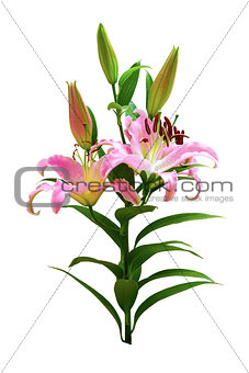 Lily flowers isolated on white background