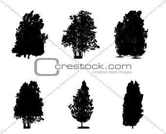 Set of Black and White Silhouette of Deciduous Tree, whose branc