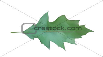 Colorful naturalistic Oak leaf. Vector Illustration.