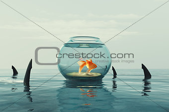 Goldfish in an aquarium 