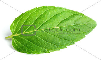 Fresh raw mint leaf on white