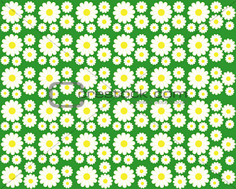 Chamomile on a green background