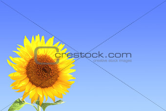 Yellow sunflower on blue sky background