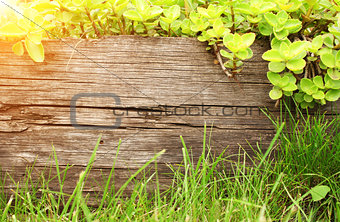Summer background with old wooden plank