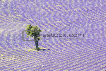 Lavender field and tree