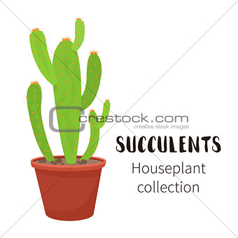 Cactus icons in a flat style on a white background. Home plants cactus in pots and with flowers. A variety of decorative cactus with prickles and without.