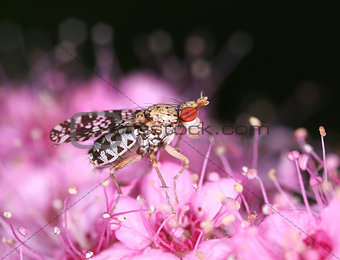 Marsh horn fly on pink flower macro