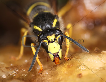 Wasp feeding sweet macro close-up