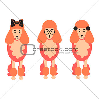 Three poodle dogs vector illustration.