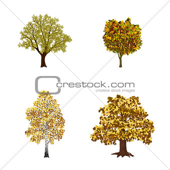 set of trees with yellow leaves