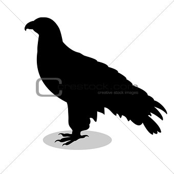 Orlan hawk bird black silhouette animal