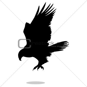 Hawk eagle falcon bird black silhouette animal