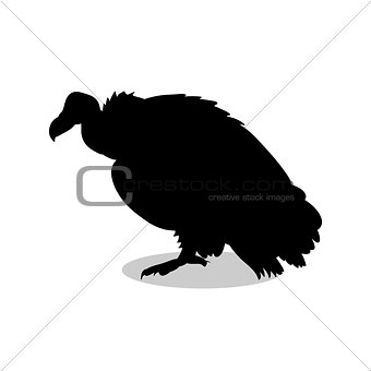 Vulture bird black silhouette animal