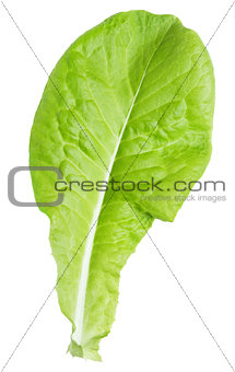 lettuce green leaf salad isolated on white