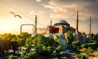 Bird and Hagia Sophia