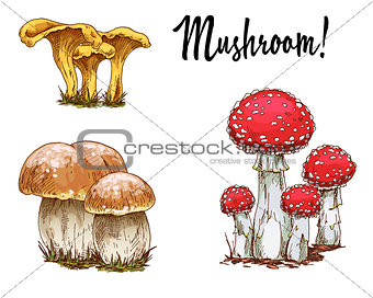Mushrooms orange cap boletus, fly agaric and chanterelles isolated on white background. Vector Illustration