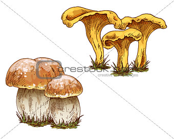 Mushrooms orange cap boletus and chanterelles isolated on white background. Vector Illustration