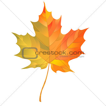 Autumn maple leaf isolated on white background. Vector Illustration