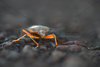 Shieldbug with illuminated legs
