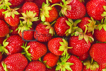 Background of ripe organic farm strawberries