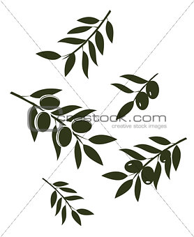 Vector olive branches