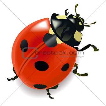 Vector Red Ladybug