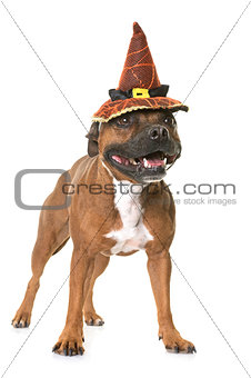staffordshire bull terrier and halloween
