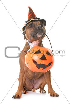 staffordshire bull terrier and halloween