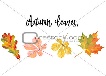 Illustration with different autumn leaves. Oak, chestnut and maple leaves isolated on white background. Vector Illustration