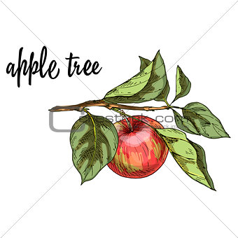 Ripe red apple on a branch with leaves isolated on white background. Vector Illustration