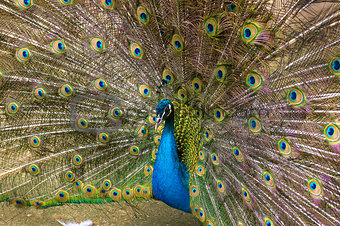 Indian peacock Close-up