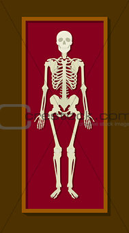human skeleton on red box coffin rest