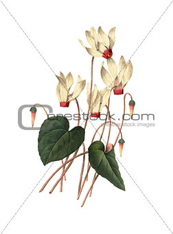Cyclamen | Redoute Flower Illustrations