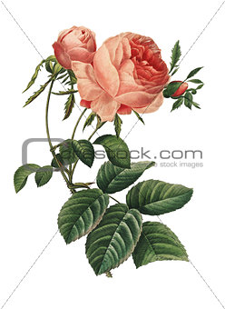 Rosa centifolia | Redoute Flower Illustrations
