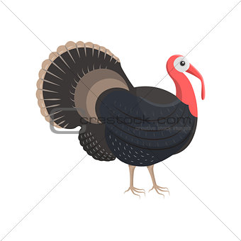 Vector illustration of a turkey-cock.