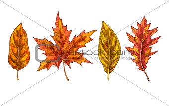 Various yellow and orange autumn leaves isolated on white background. Vector