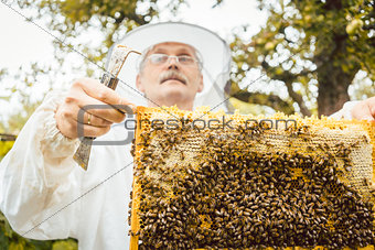 Beekeeper holding honeycomb with bees in his hands