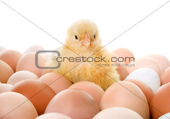 chick and eggs