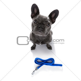 dog  with leash waiting for a walk 