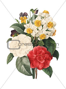 Bouquet of camellias daffodils and viollets | Redoute Flower Ill