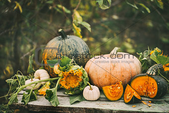 Organic raw pumpkins in an autumn garden.