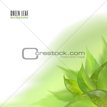 Vector abstract watercolor imitation background with leaves. Design template with place for your text. Can be used for web pages, identity style, printing, invitations, banners.