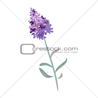 lavender flowers on a white background.