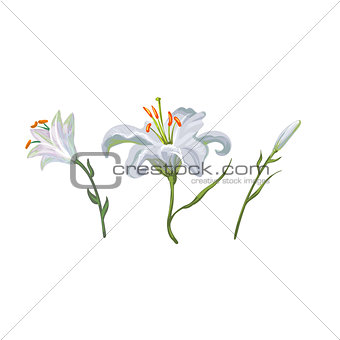 illustration with white lily flowers in different stages isolated on white background