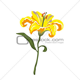 Vector realistic vivid yellow lily on white