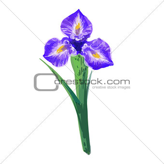 Vintage beautiful iris vector hand drawing isolated on white background