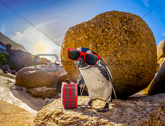 African Penguin with sunglasses at the beach