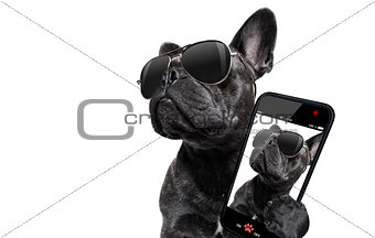 posing dog with sunglasses