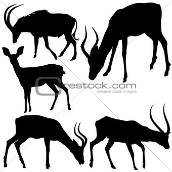 Antelope Silhouettes